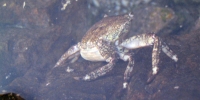 Krab