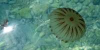 23-meduza_porec_delfin