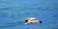 Rosolina Mare uhynulá zvěř
