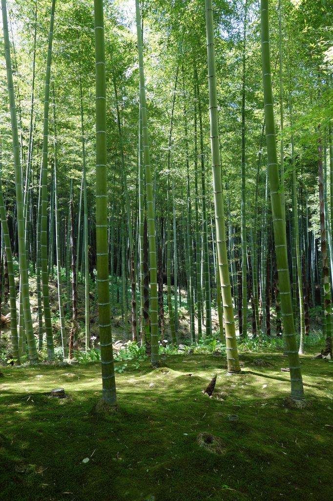 Bambusový les v Arašiyamě.