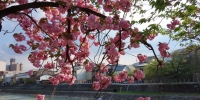 Rozkvetlá sakura v Takayamě s řekou Miyagawa v pozadí.